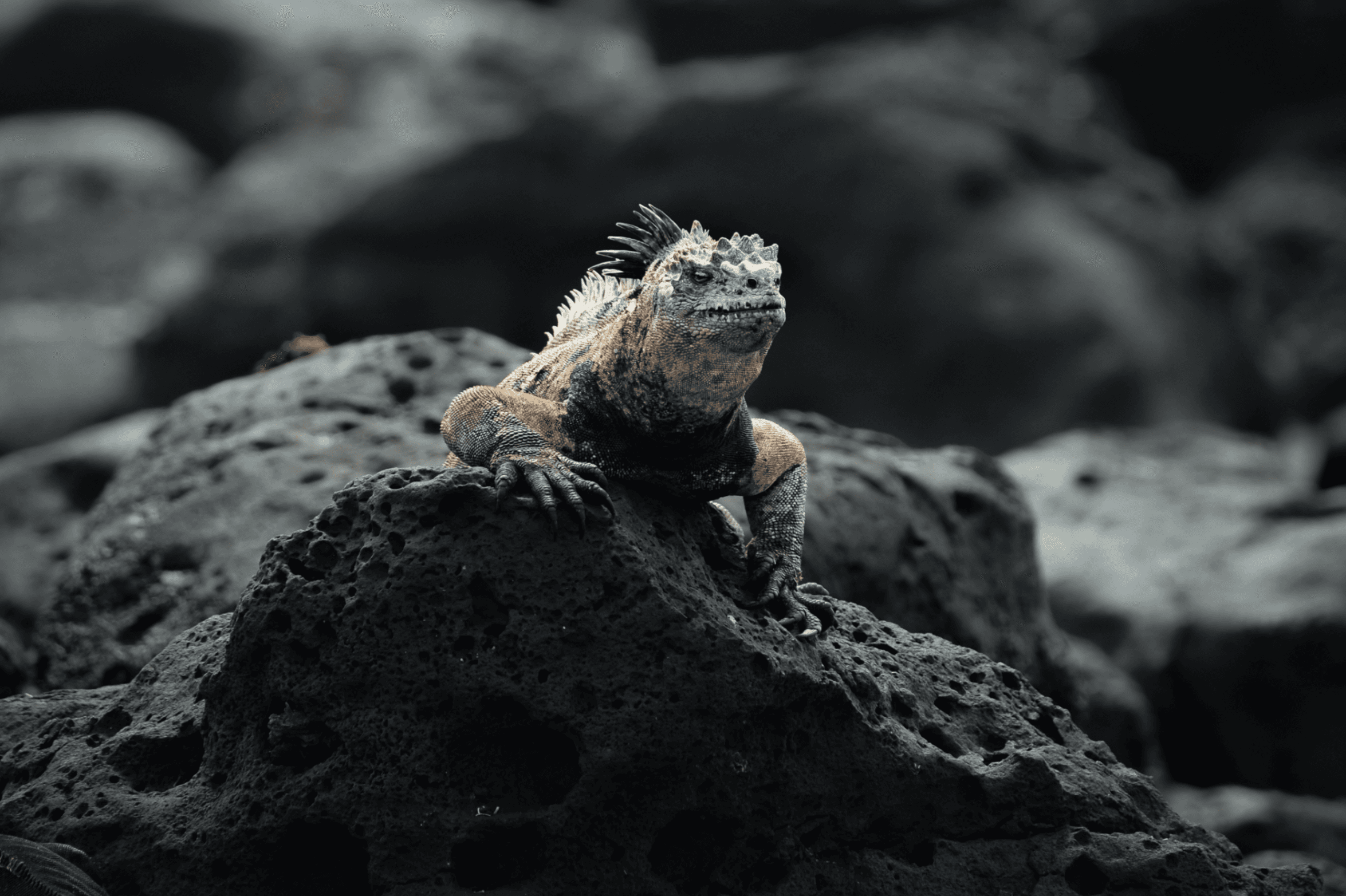 12 jours aux îles Galápagos